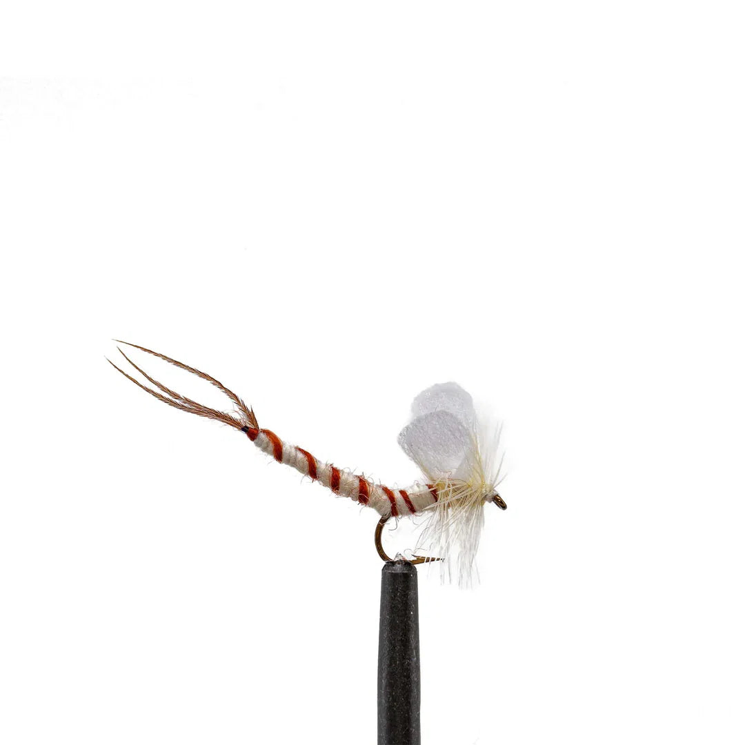 Cream Mayfly-14